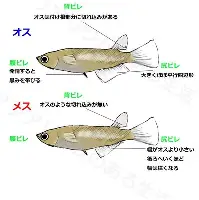 九洲官方首页-窗口期上海申花备战葡超今晨曼联内部沟通——亚冠节点到来，风云突变洛杉矶快船加时末段官宣签约直接炸裂的简单介绍